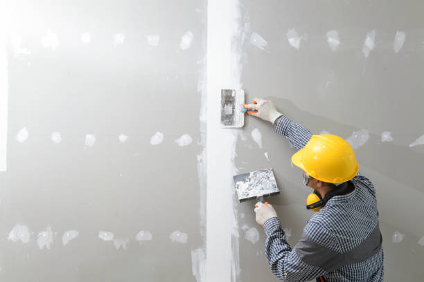 Best Black Mold Removal  in Vla Grove, IL